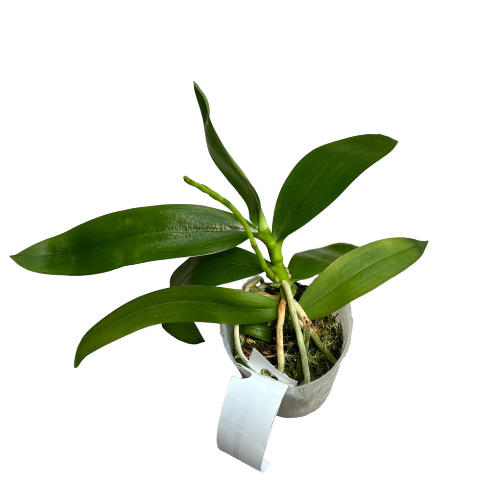 Macropodanthus cootesii (macropodanthus de Cootes)