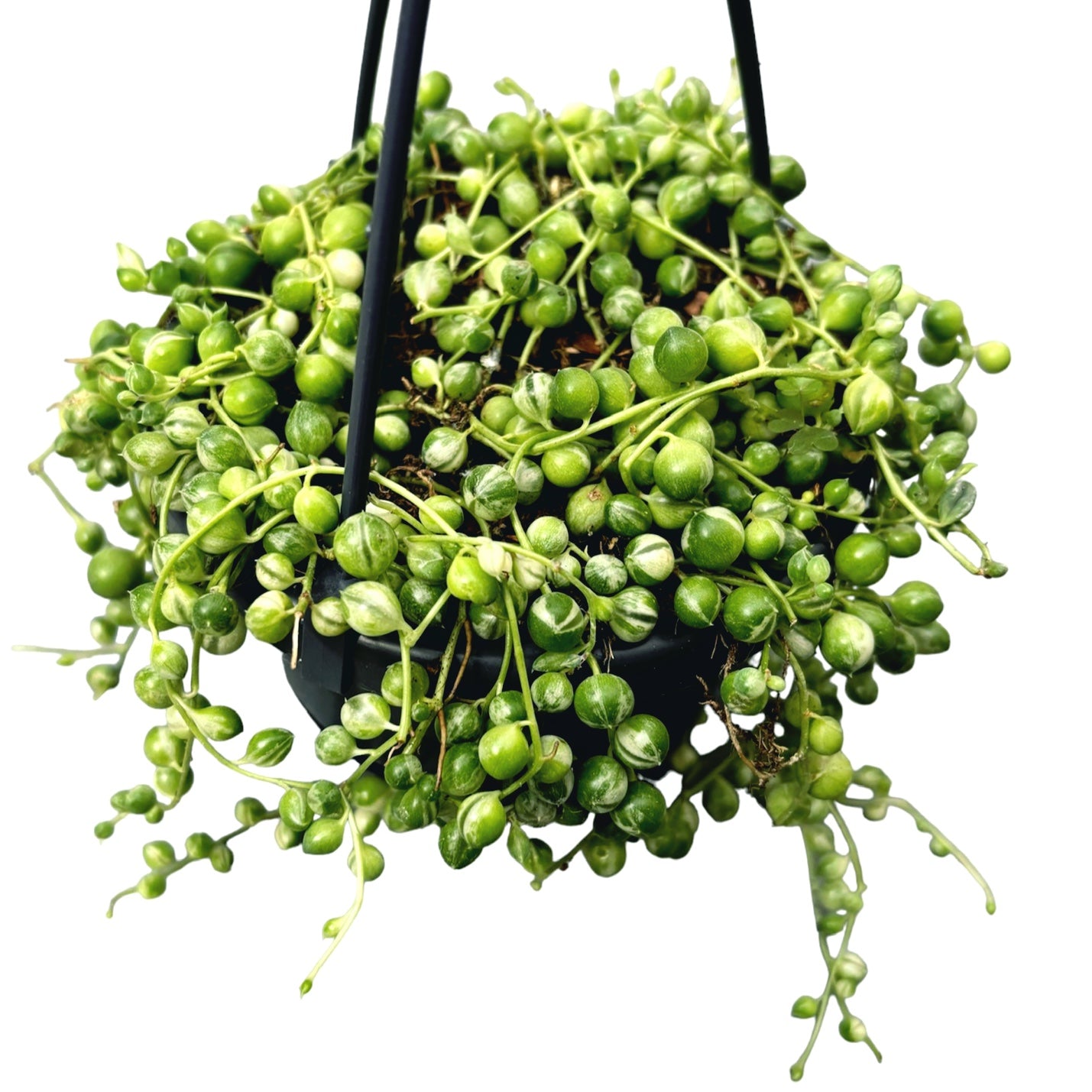 Senecio rowleyanus 'Variegata'