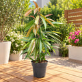 Ficus binnendijkii 'Amstel King' (2-3 plante/ghiveci)