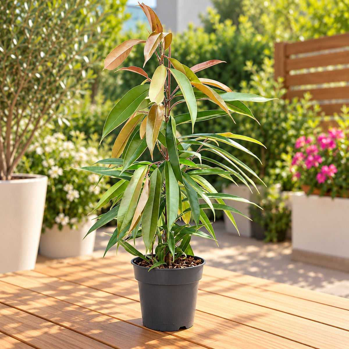 Ficus binnendijkii 'Amstel King' (2-3 plante/ghiveci)