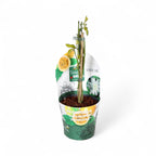 Passiflora incarnata 'Snowstar' - rezistenta la frig, fructe comestibile!