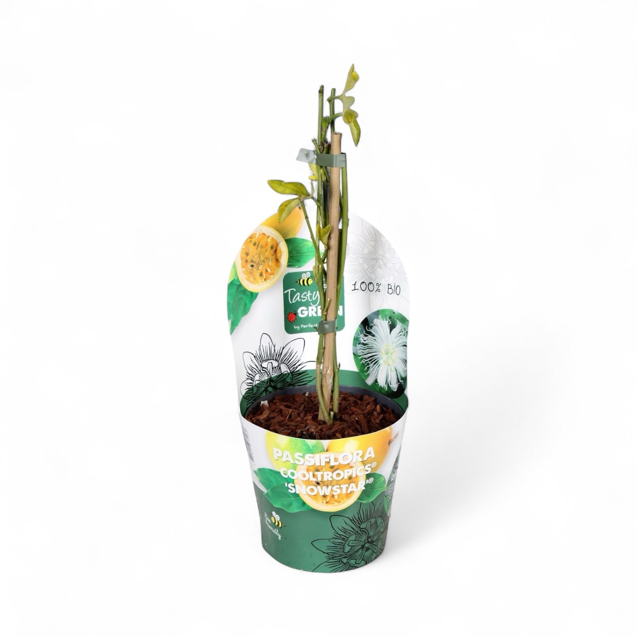 Passiflora incarnata 'Snowstar' - rezistenta la frig, fructe comestibile!