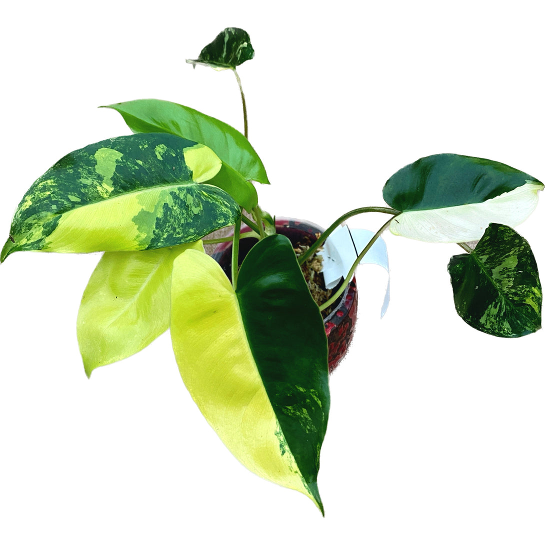 Philodendron Burle Marx 'Variegata'
