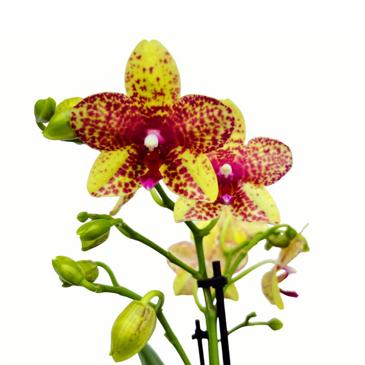 Phalaenopsis Anthura Grosseto (Phalaenopsis Tristar Poeker)