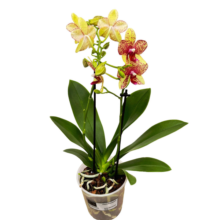 Phalaenopsis Anthura Grosseto (Phalaenopsis Tristar Poeker)