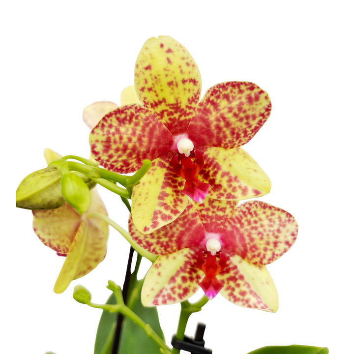 Phalaenopsis Anthura Grosseto (Phalaenopsis Tristar Poeker)