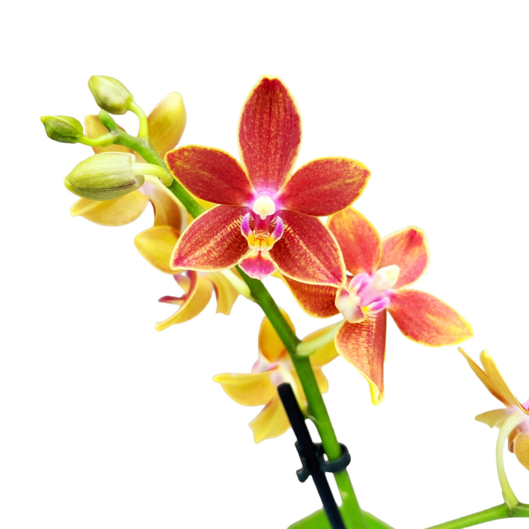 Phalaenopsis Saffron Star 