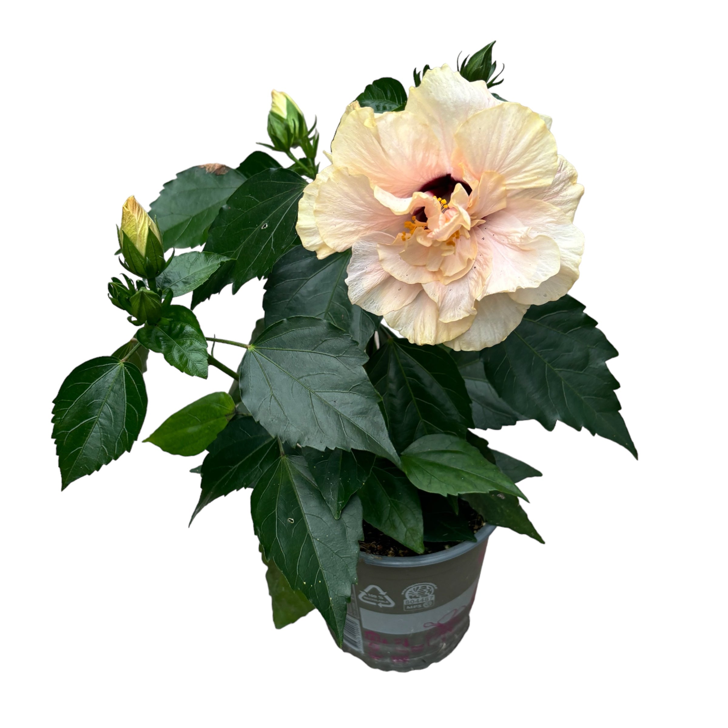 Hibiscus rosa - sinensis - Hibiscus japonais à fleur double crème