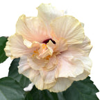 Hibiscus rosa - sinensis - Hibiscus japonais à fleur double crème