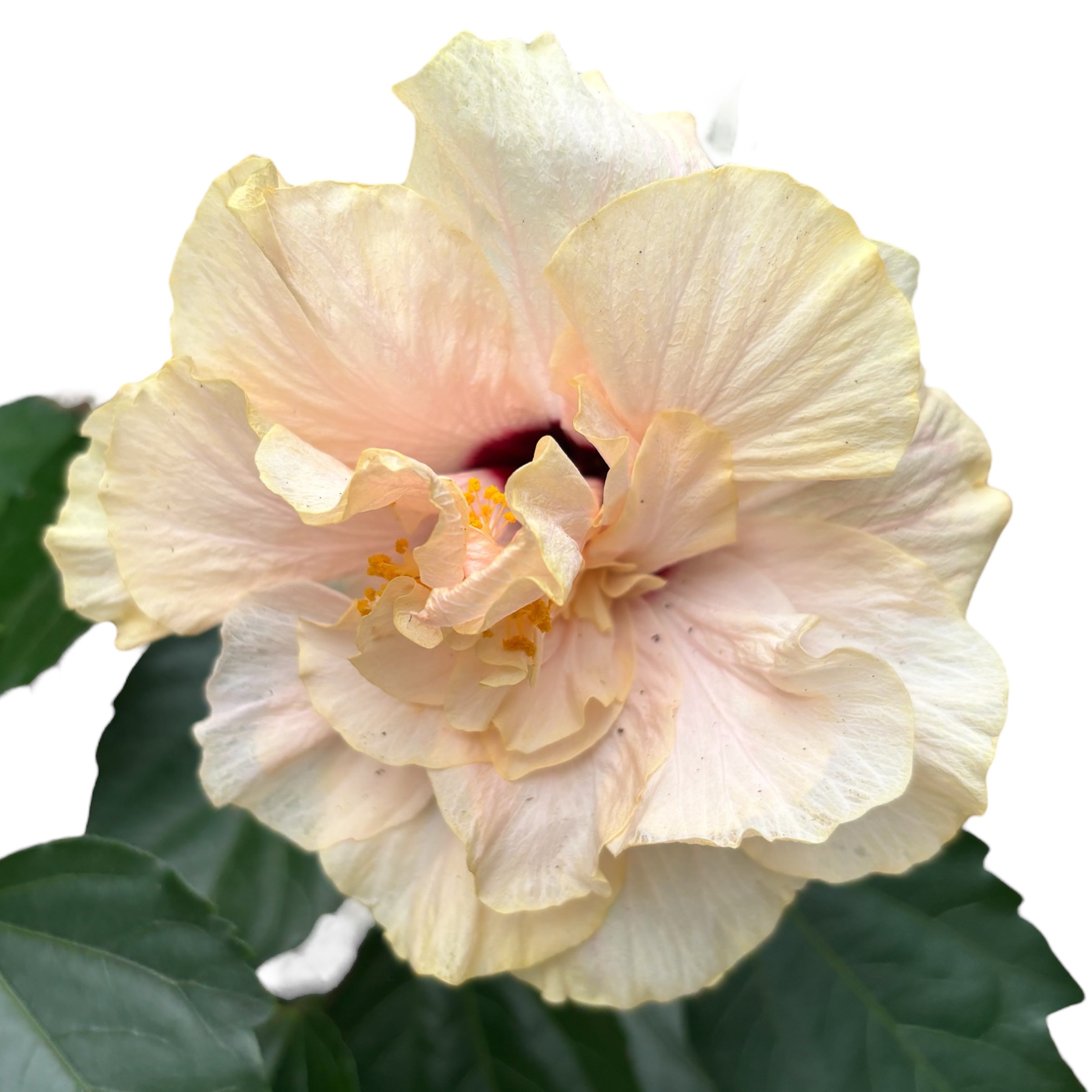 Hibiscus rosa - sinensis - Japonská růže s dvojitým krémovým květem