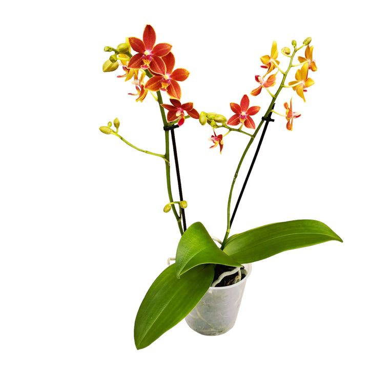 Phalaenopsis Saffron Star 