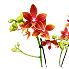 Phalaenopsis Saffron Star parfumata