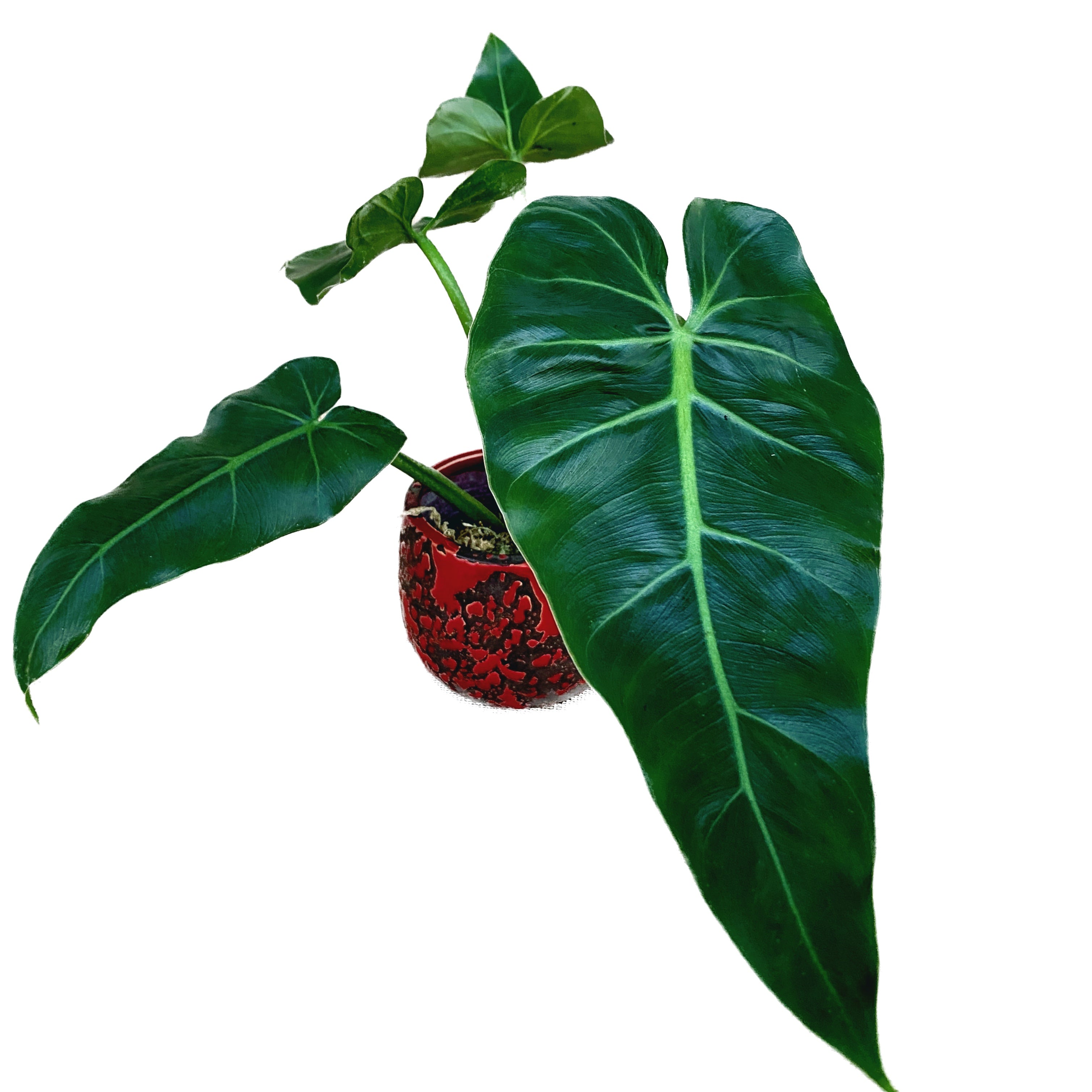feuille philodendron Philodendron maximum