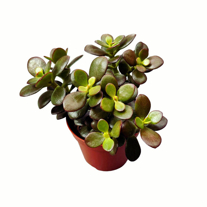 Crassula ovata 'Minor' (arborele de jad) D8