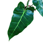 Philodendron maximum - frunze uriase!