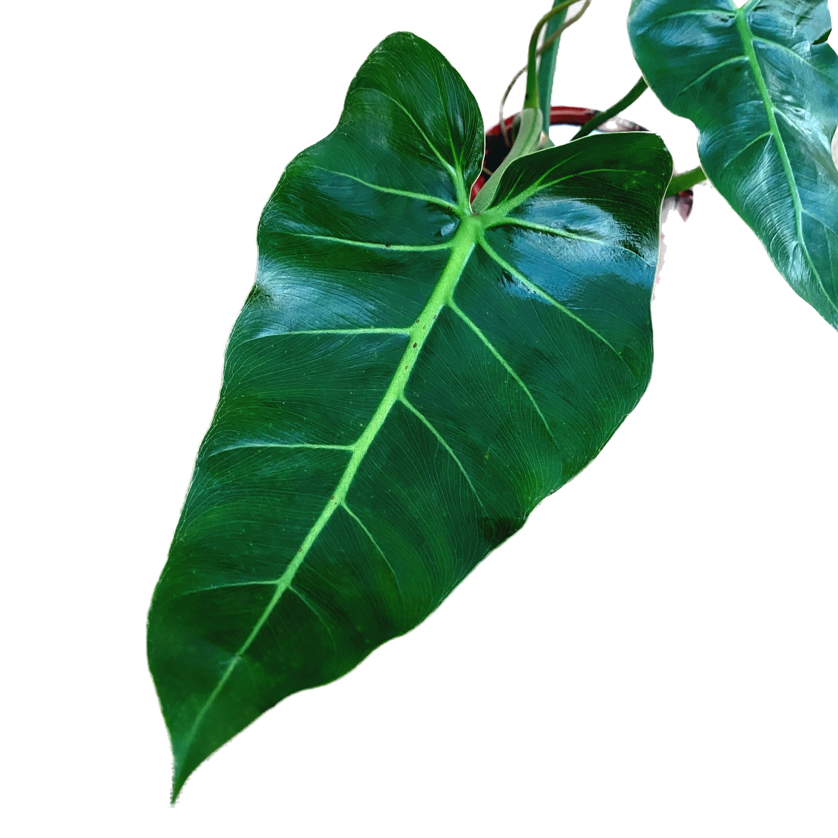 Philodendron maximum - frunze uriase!