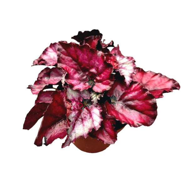Begonia Magic Colours ‘Red Bull’ D8