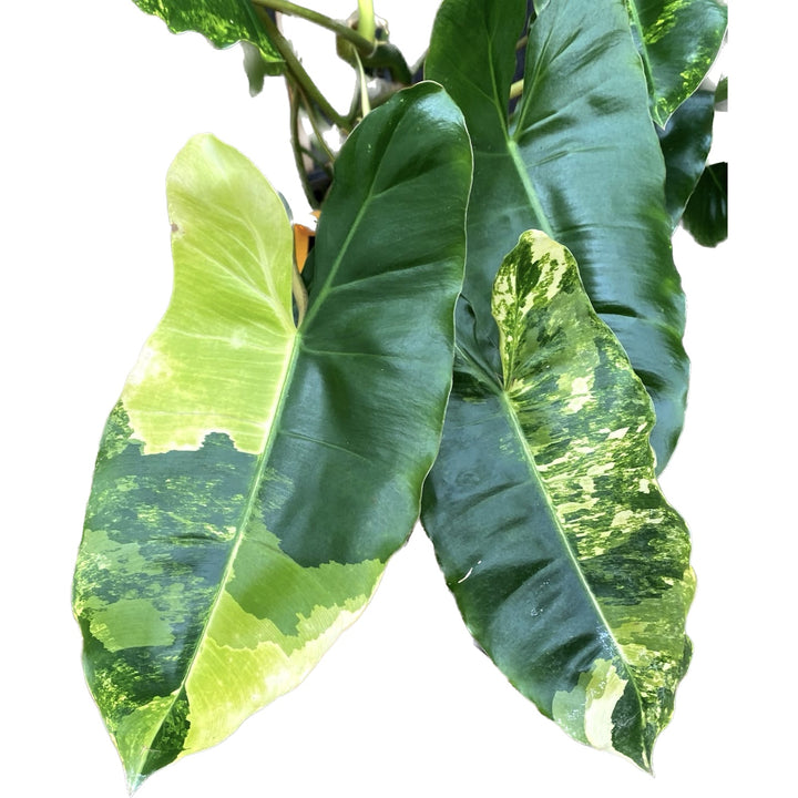 Philodendron Burle Marx 'Variegata'