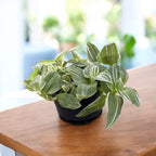 Tradescantia albiflora 'Albovittata' - elegáns kétszínű levélzet és gyors növekedés