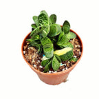 Gasteria minima f. variegata