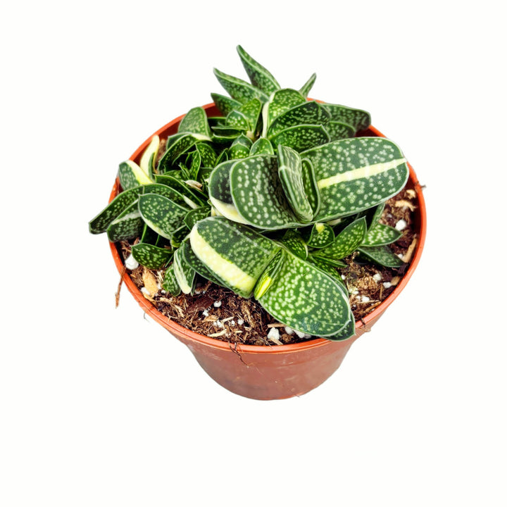 Gasteria minima f. variegata