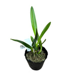 Cattleya Canhamiana 'Azure Sky' AM/AOS parfumata