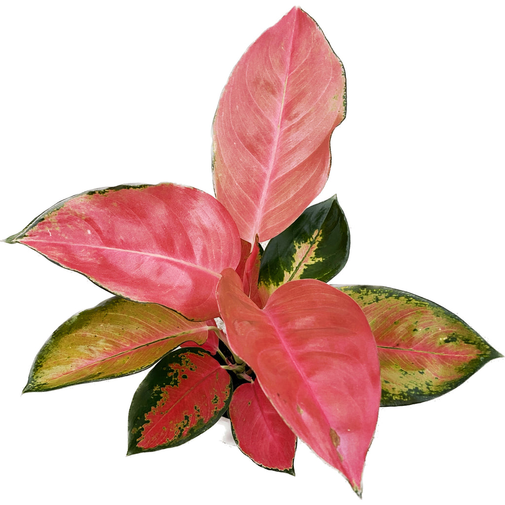Aglaonema ‘Orange Star’ – tropska eleganca v toplih odtenkih roza in oranžne