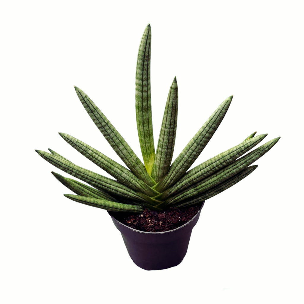 Sansevieria cylindrica 'Tiara Dino Green'