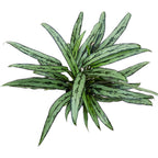 Aglaonema Cutlass (lucky plant)