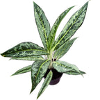 Aglaonema Matcha Limone