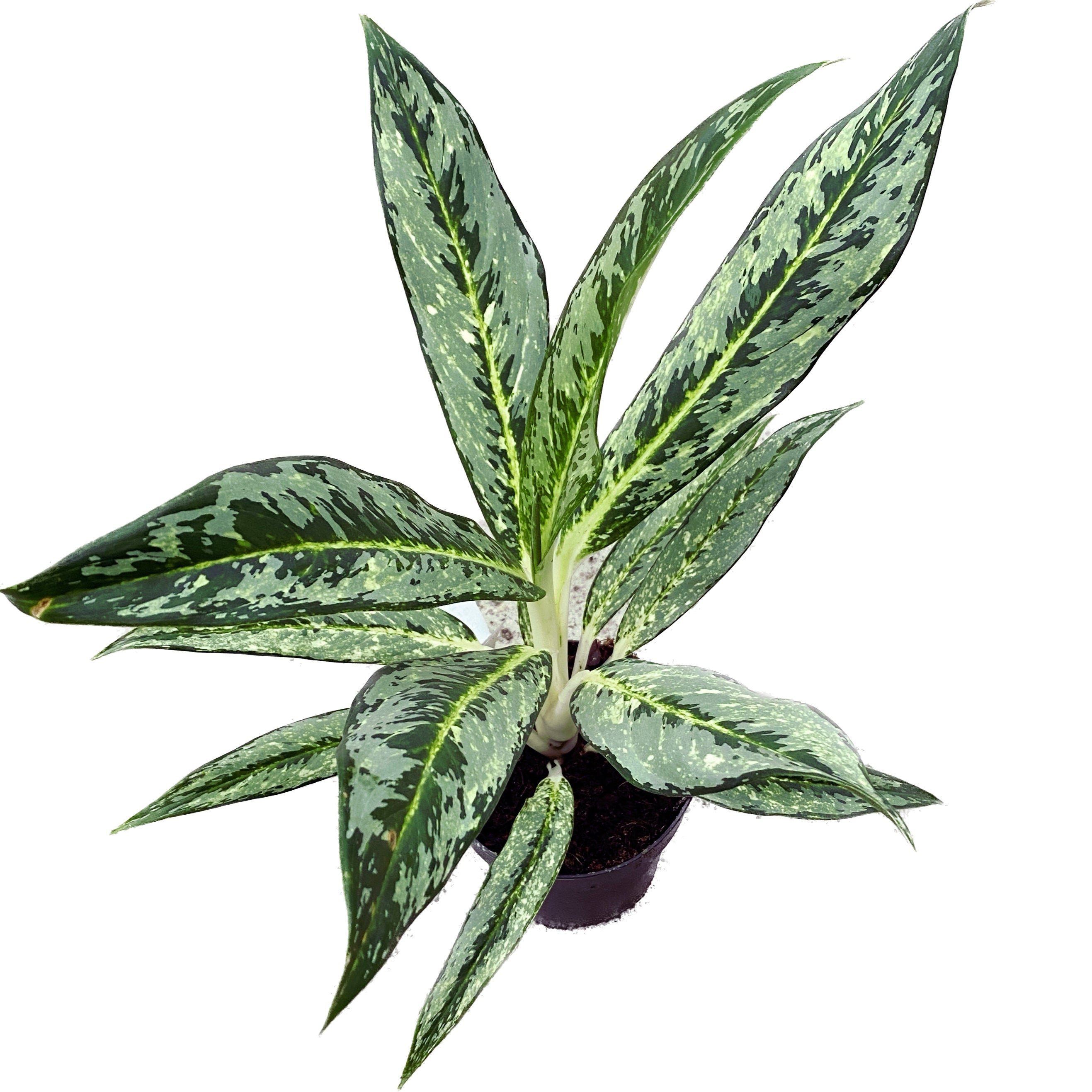 Aglaonema Matcha Lemon