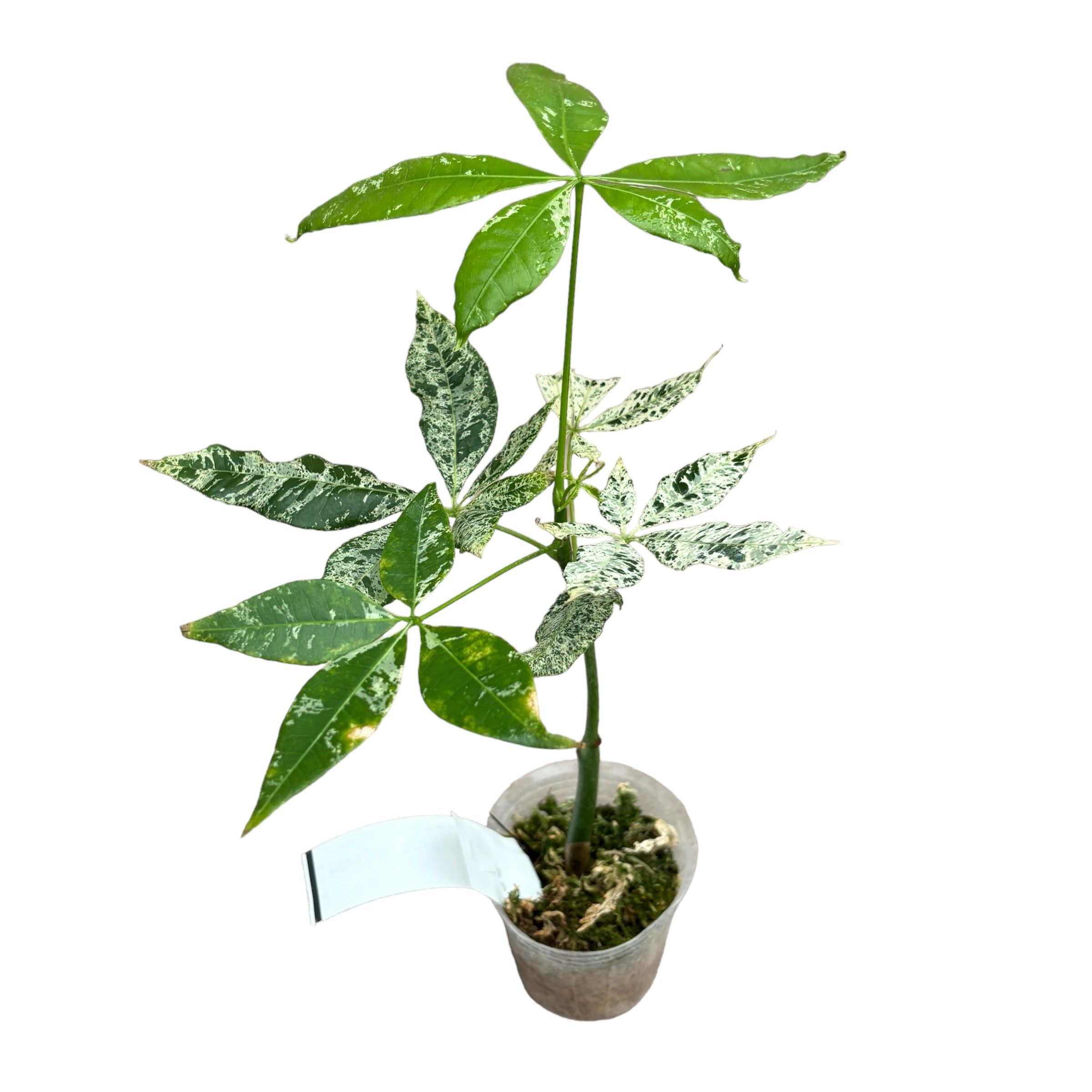 Pachira glabra 'Milky Way' (Pachira Variegata)