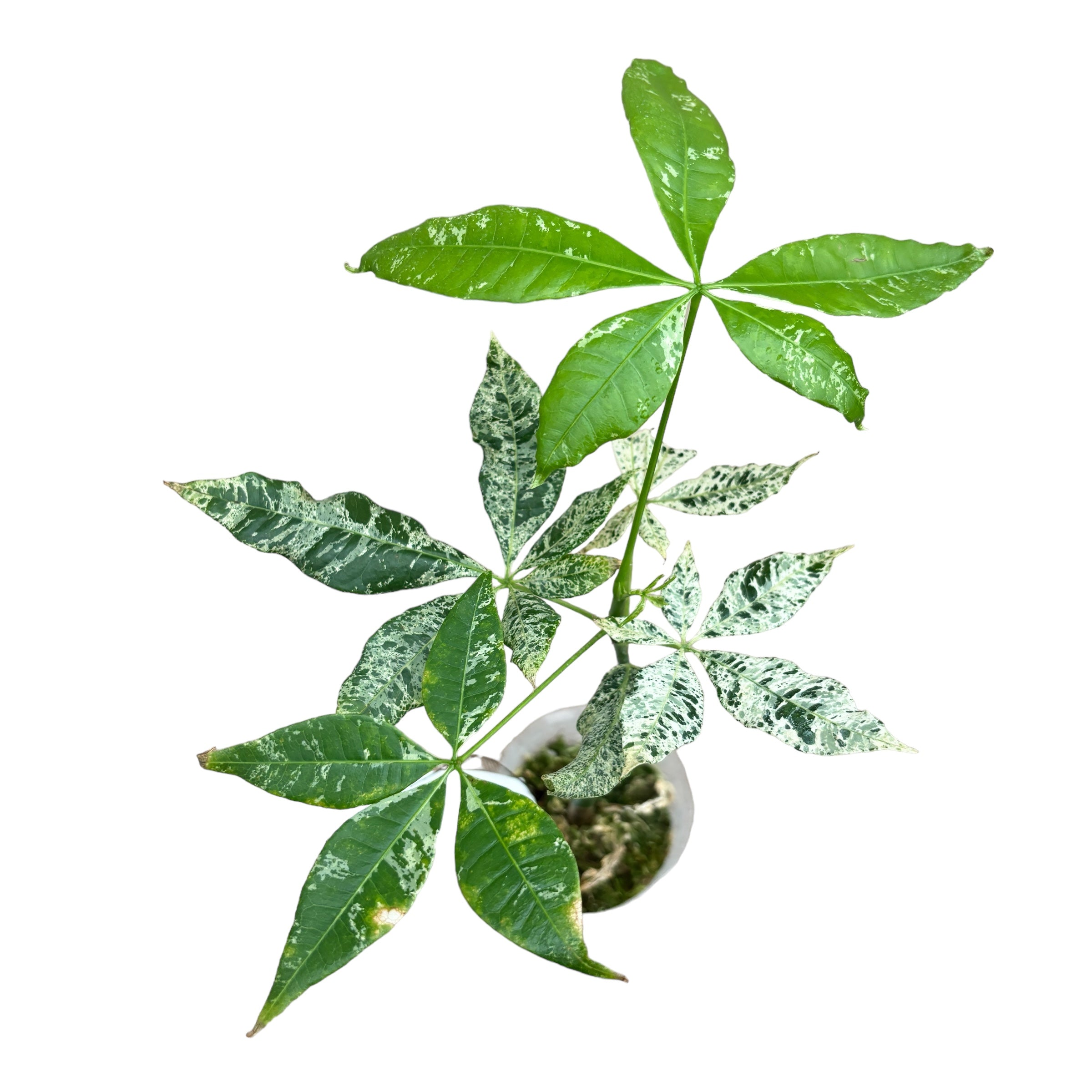 Pachira glabra 'Milky Way' (Pachira Variegata)