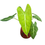 Alocasia micholitziana 'Frydek Variegata' (variegatura menta/maculata)