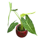 Alocasia micholitziana 'Frydek Variegata' (variegatura menta/maculata)