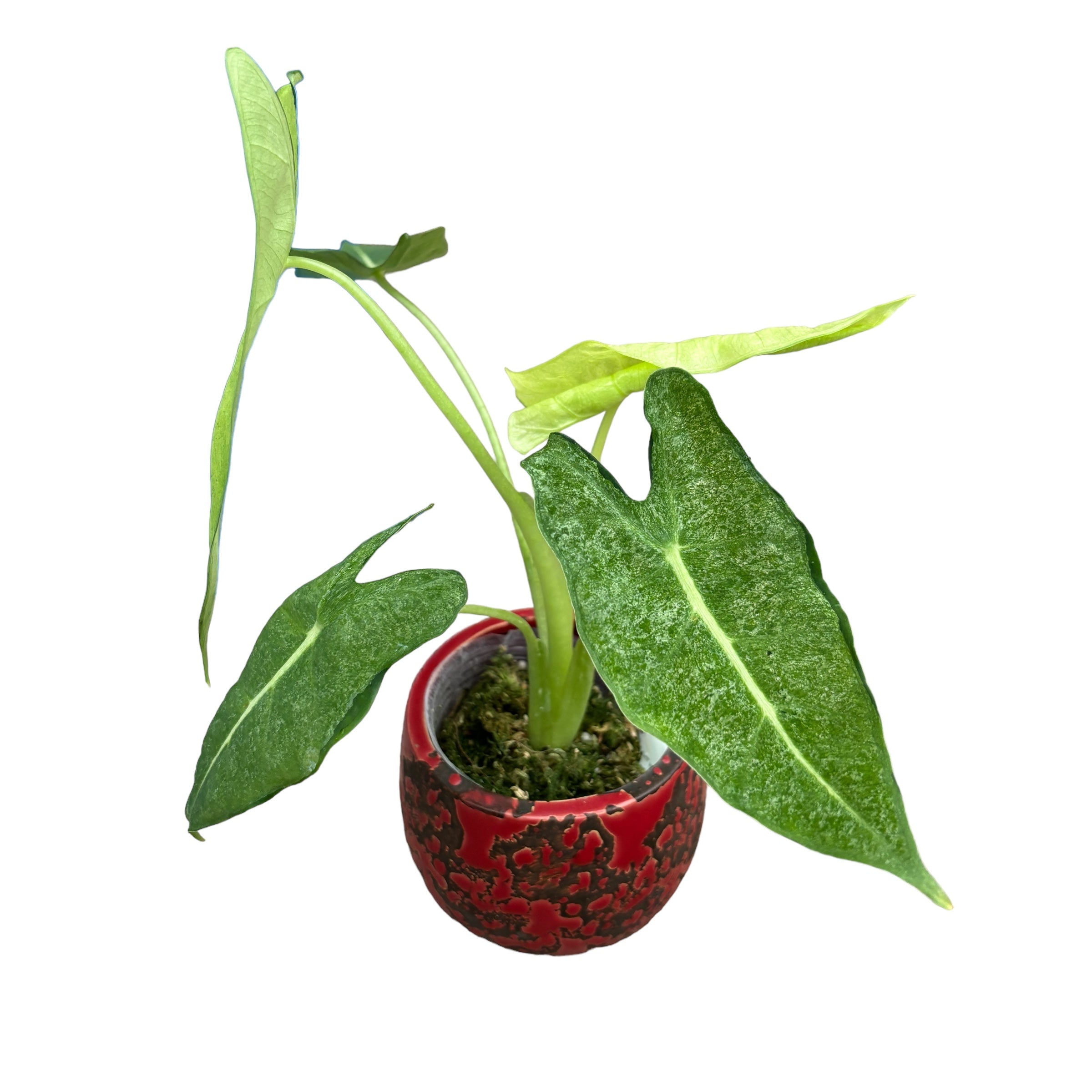 Alocasia micholitziana 'Frydek Variegata' (mint/mottled variegation)