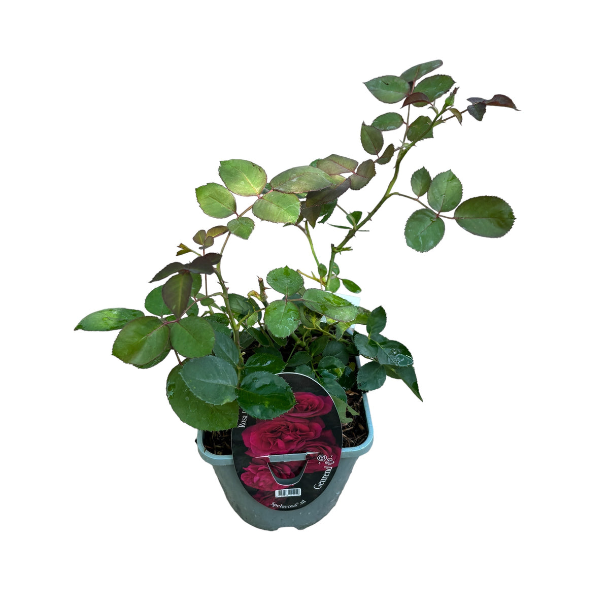 Rosa 'Blackberry Nip’® - Tea hybrid rose, strongly scented (Parfum de Nature collection)