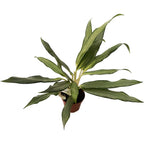 Aglaonema White Lance D9