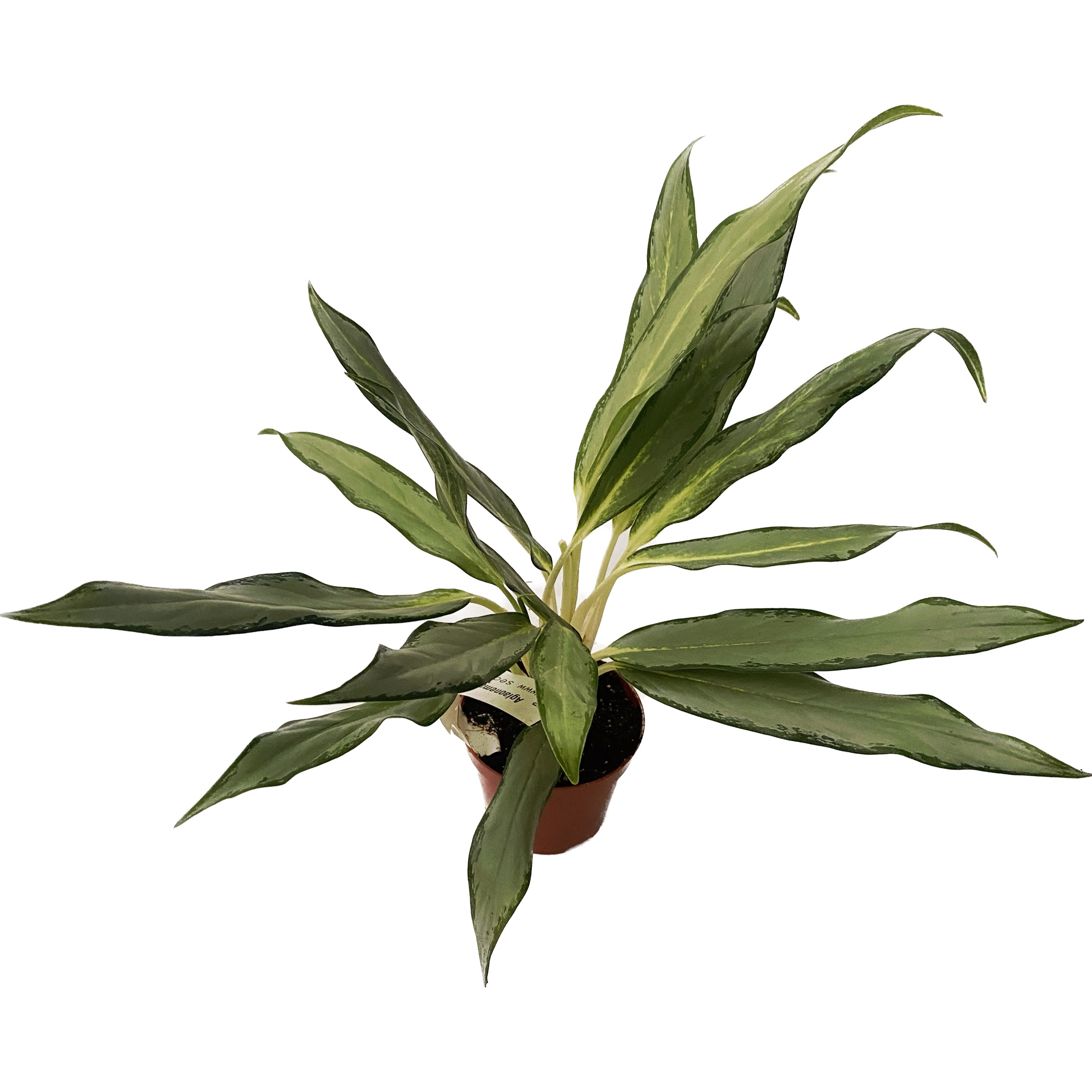 Aglaonema White Lance D9