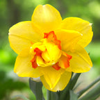 Narcisse bicolore à fleurs doubles, parfumées - Narcissus 'Tahiti'