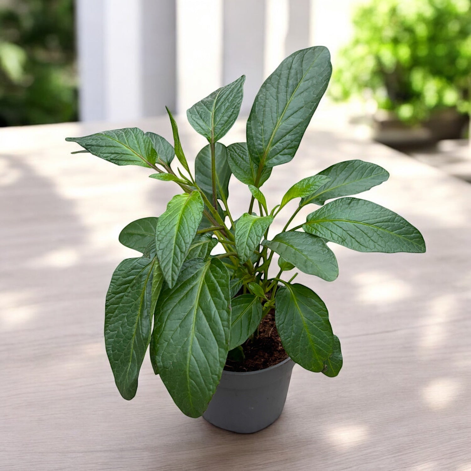 Solanum muricatum 'Pepino Gold'