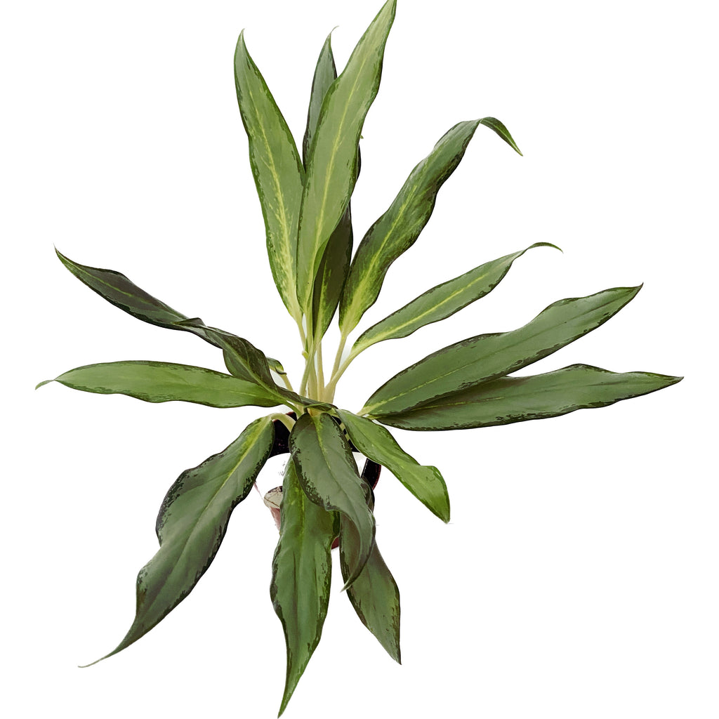 Aglaonema White Lance D9