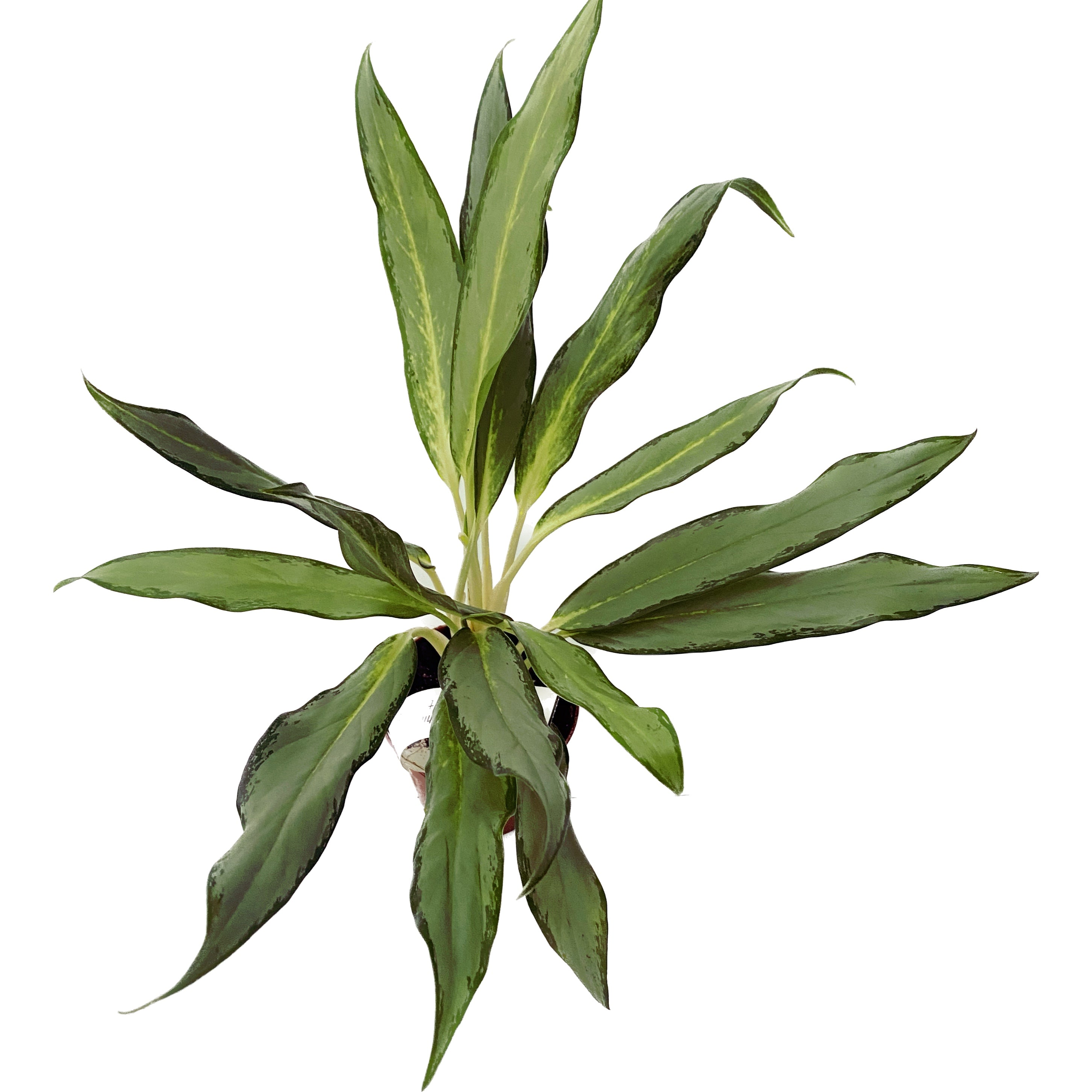 Aglaonema White Lance D9