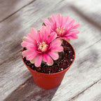 Gymnocalycium baldianum mix D8