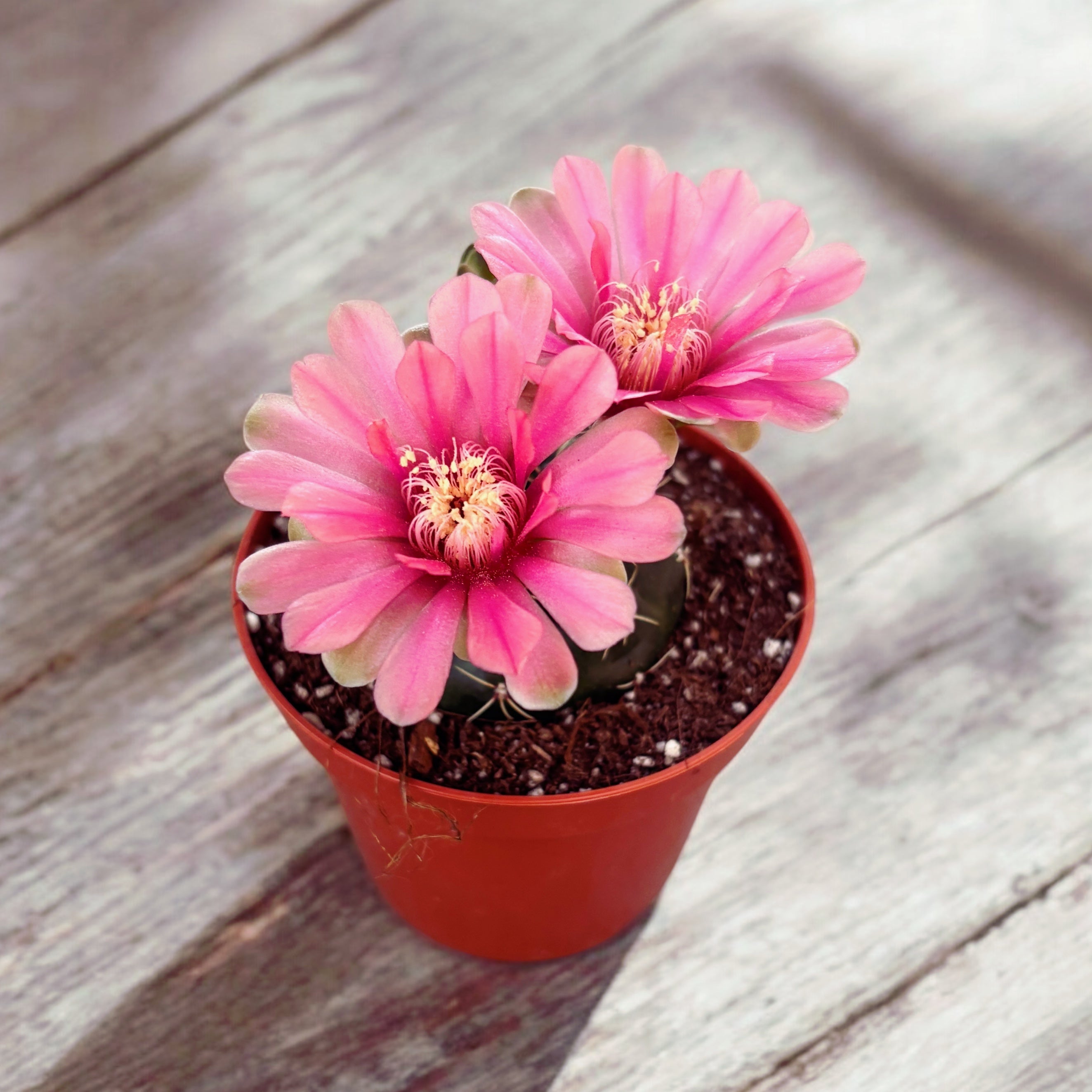 Gymnocalycium baldianum mix D8
