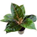 Aglaonema ‘Hot Lady Black’
