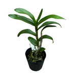 Dendrobium Jiaho Delight 'Delight' GM/TOGA - parfumat