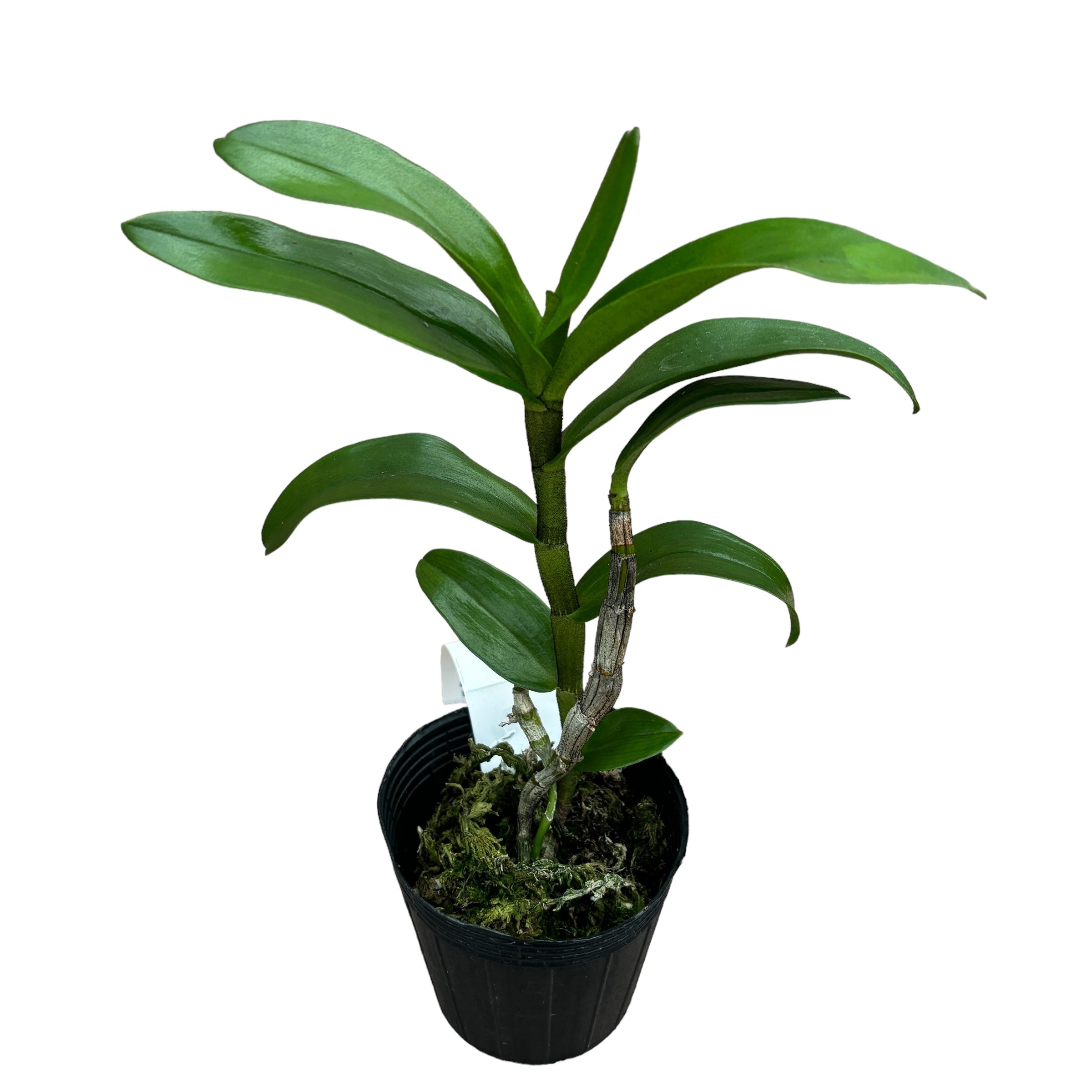 Dendrobium Jiaho Delight 'Delight' GM/TOGA - parfumat