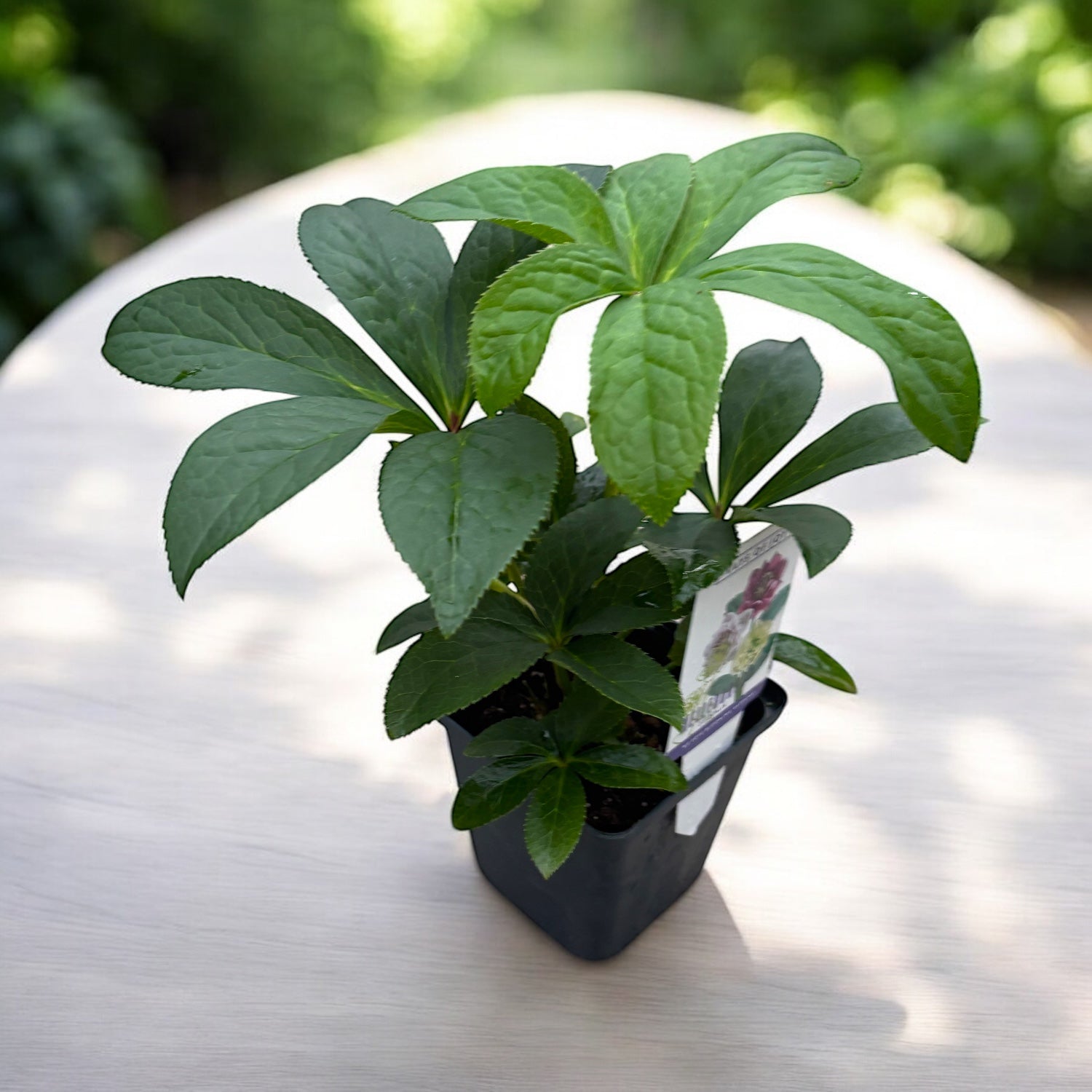 Helleborus - Spanz – tagged 
