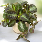 Episcia cupreata 'Neon Suprise'